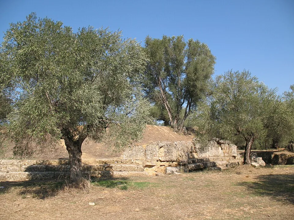 The stone remains of ancient Sparta’s acropolis amid olive trees.